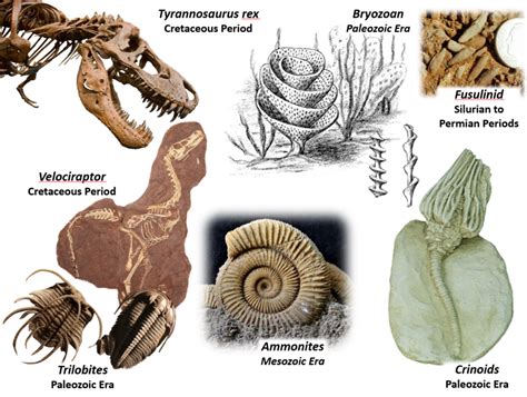 4 main types of fossils.